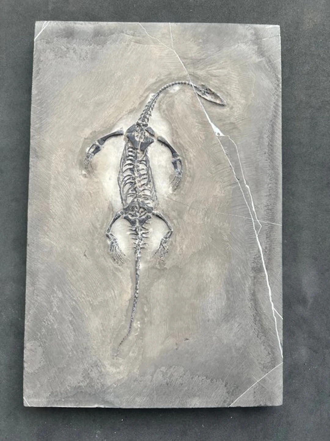 Marine reptile - Fossilised animal - Fossile de...