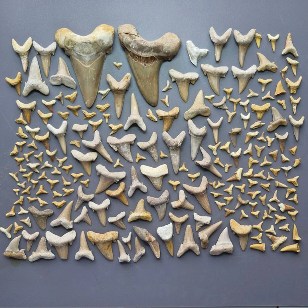Large collection of mixed Fossil Shark Teeth - Fossil...