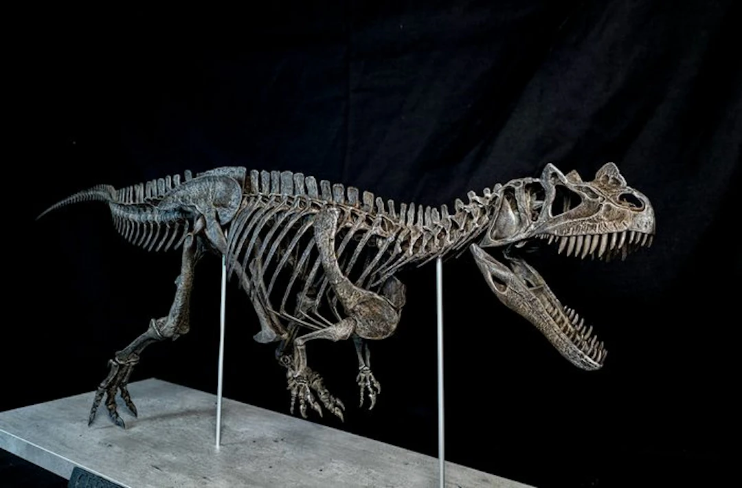 Fossil skeleton - Ceratosaurus Replica Full Skeleton Scale 1/5 105 Cm