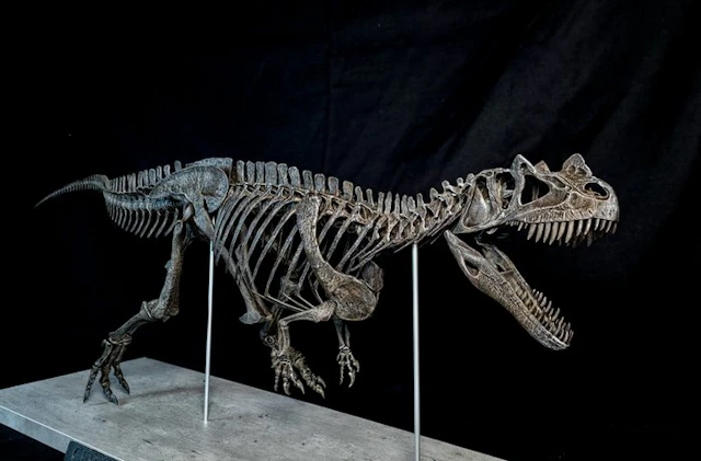 Fossil skeleton - Ceratosaurus Replica Full Skeleton Scale 1/5 105 Cm