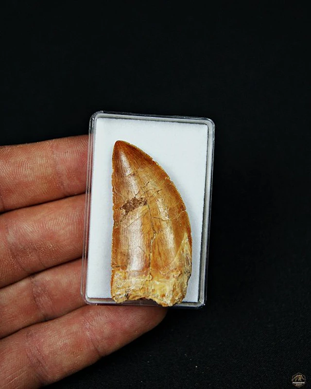 Dinosaur - Fossil tooth - Carcharodontosaurus saharicus