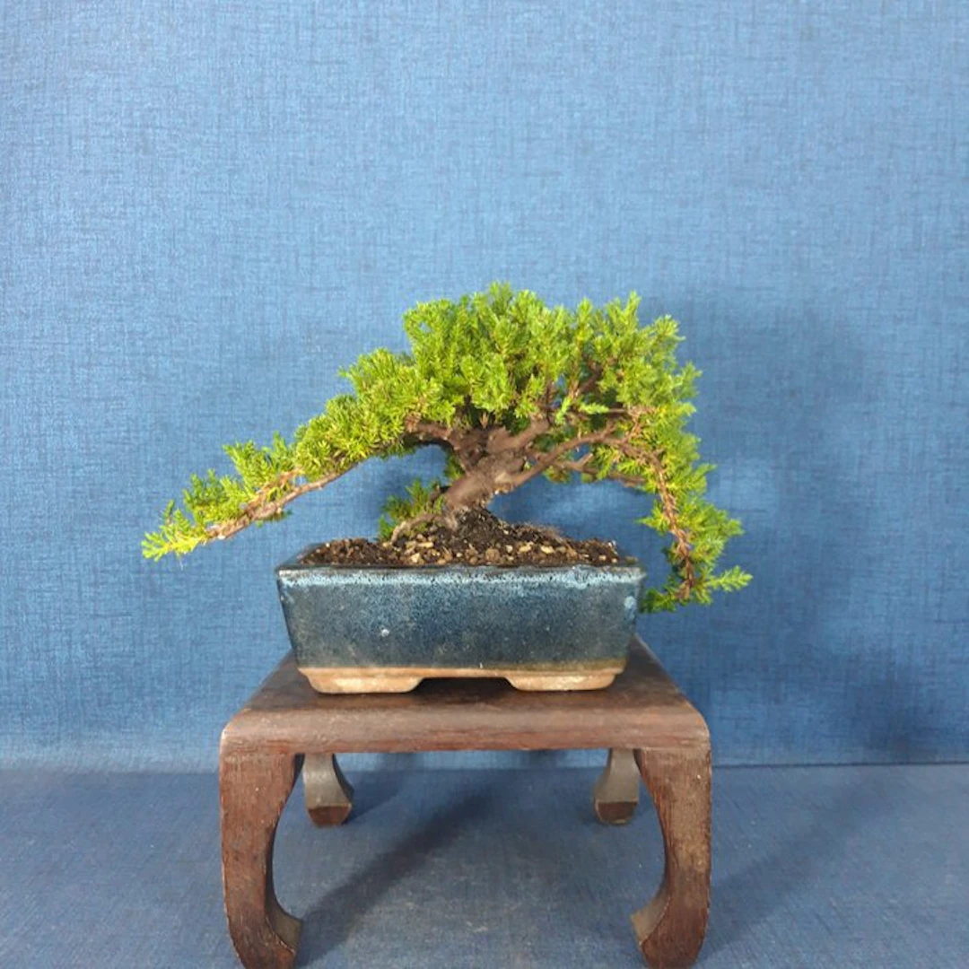 Juniper bonsai (Juniperus) - Height (Tree): 13 cm - Depth (Tree): 30 cm - Spain