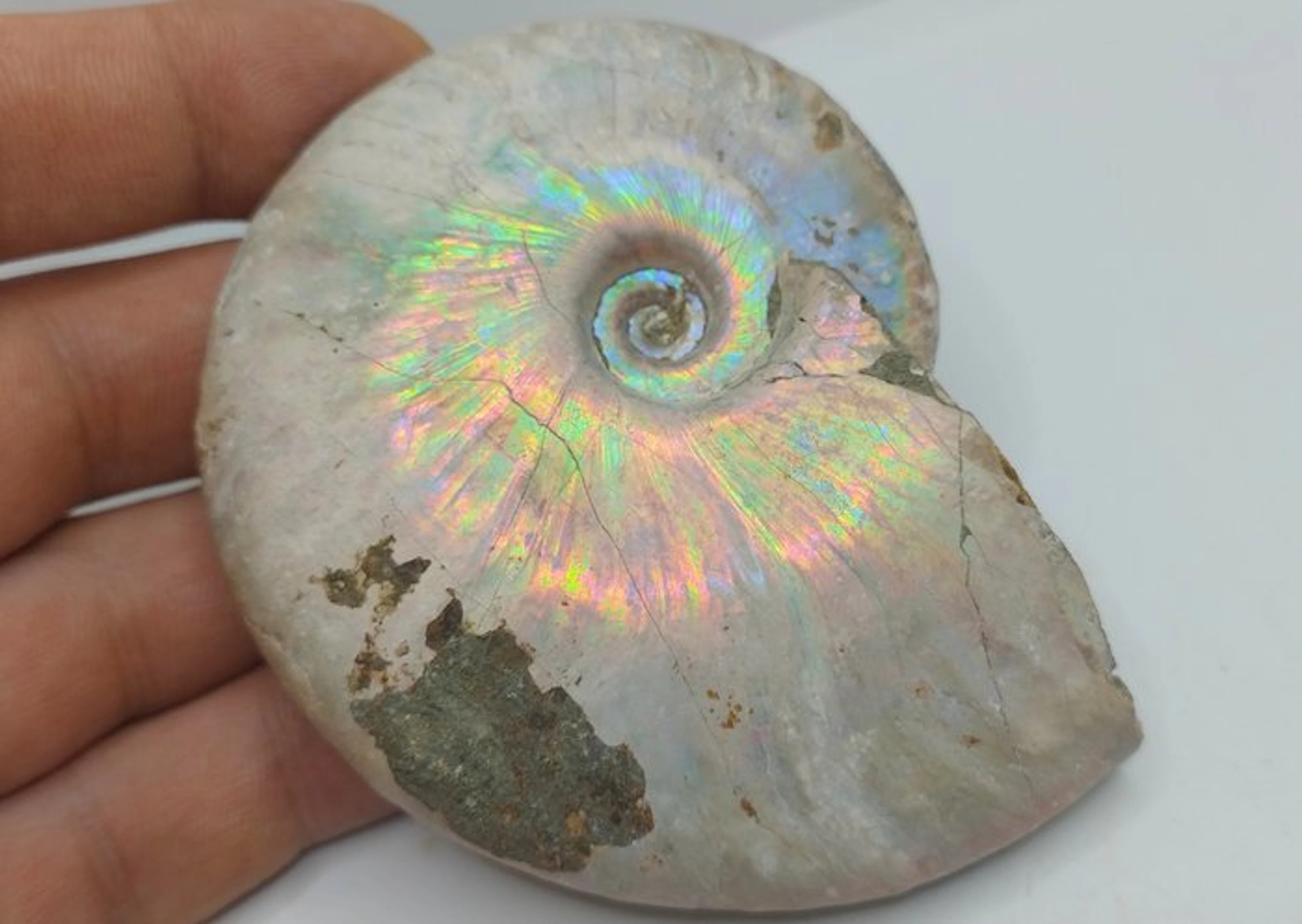 Top Colors - Fossilised animal - Iridescent Fire Ammonite...