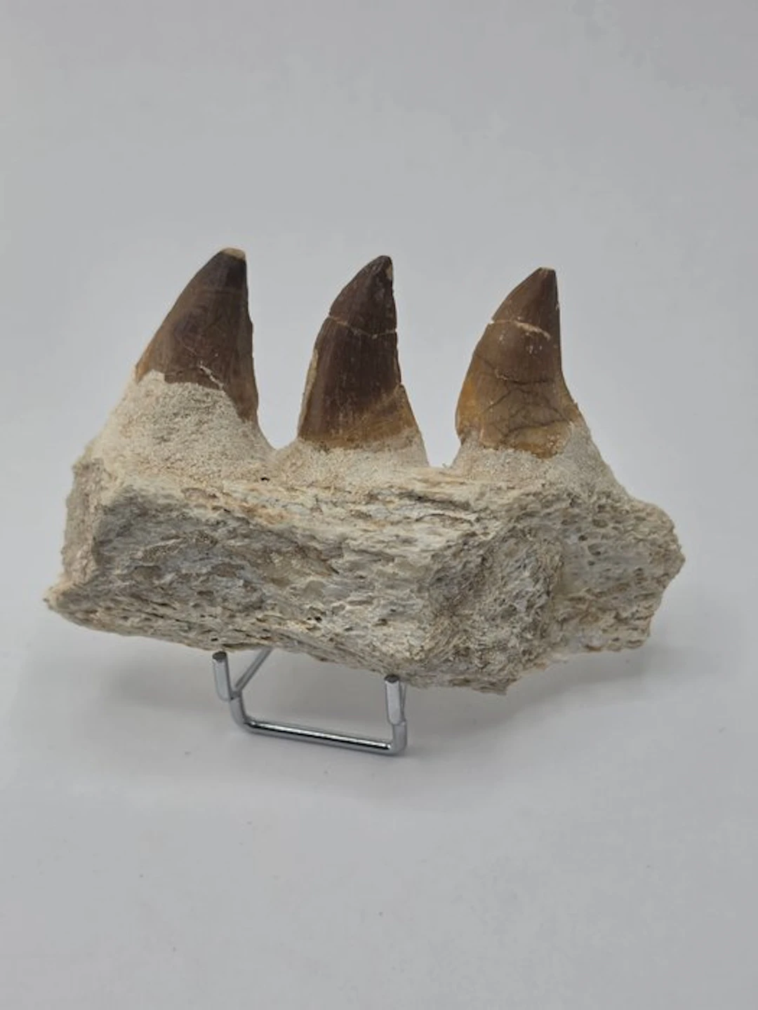 Mosasaur - Fossil tooth - Mosasaur jaw from Morocco - 10 cm (No reserve price)