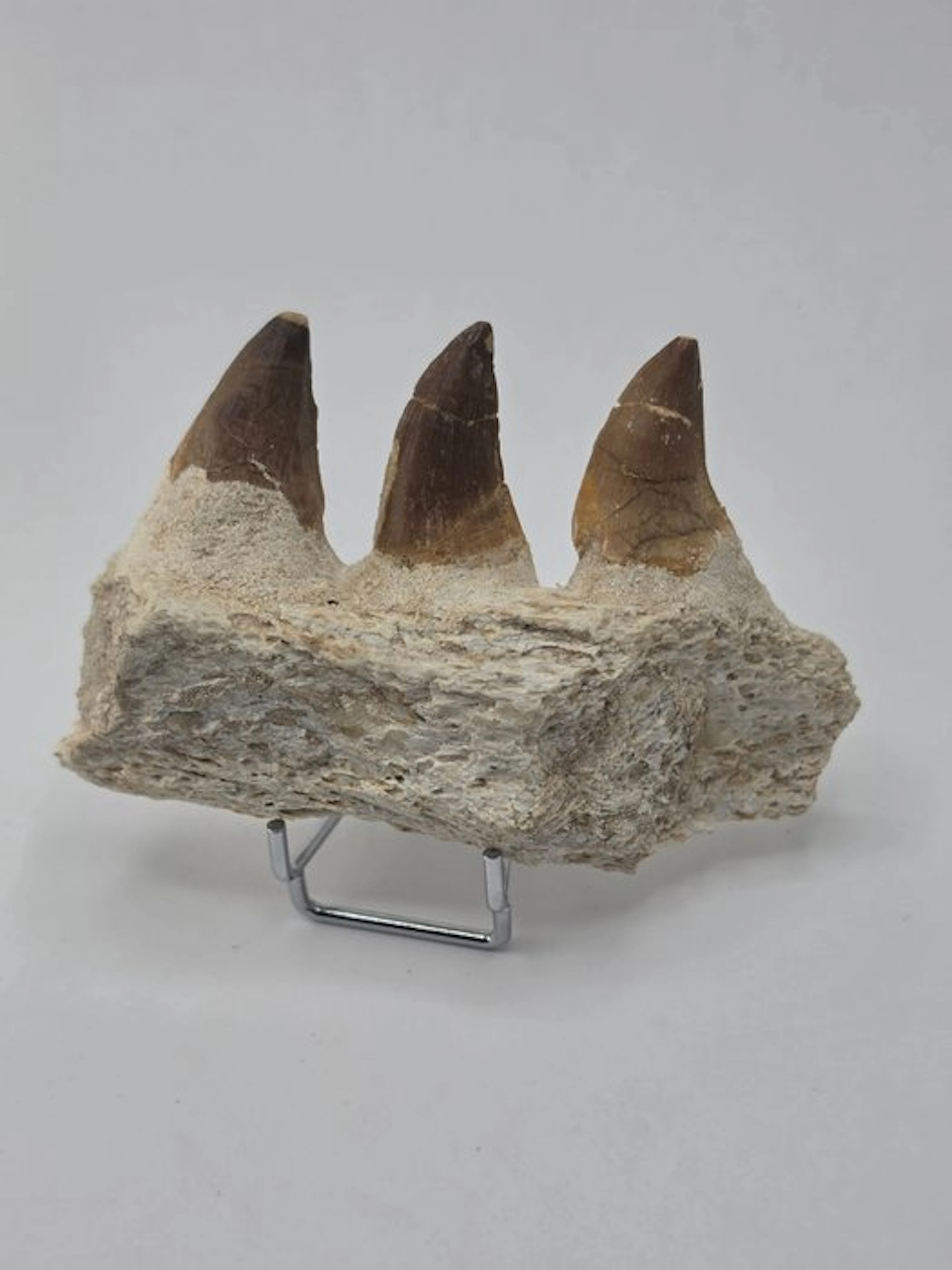 Mosasaur - Fossil tooth - Mosasaur jaw from Morocco - 10 cm (No reserve price)