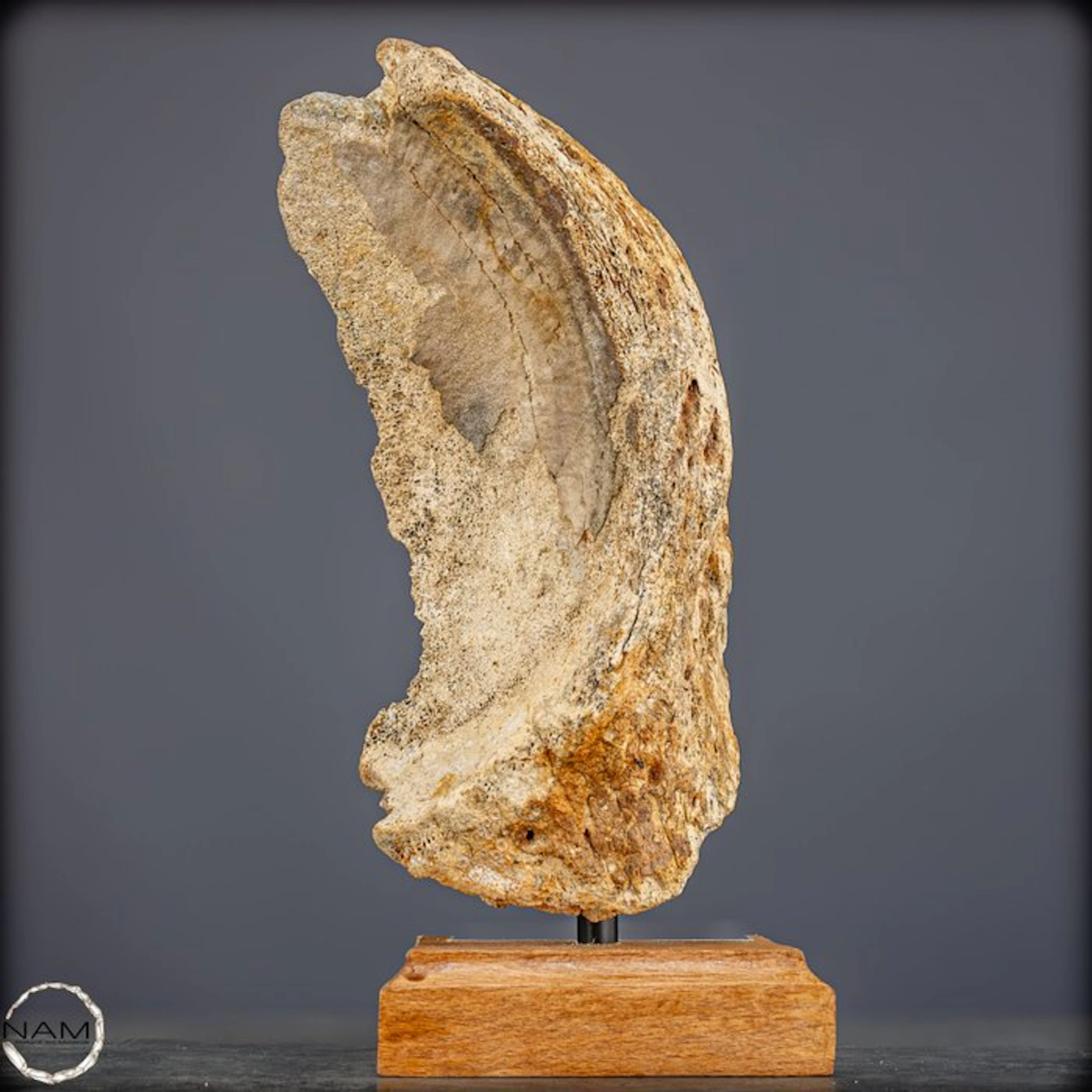 Natural mammoth vertebra on a wooden pedestal - Fossil...