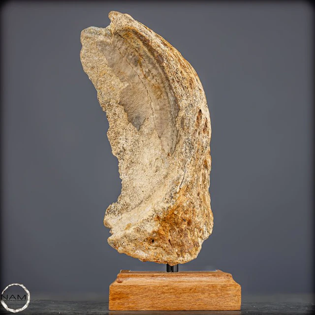Natural mammoth vertebra on a wooden pedestal - Fossil...