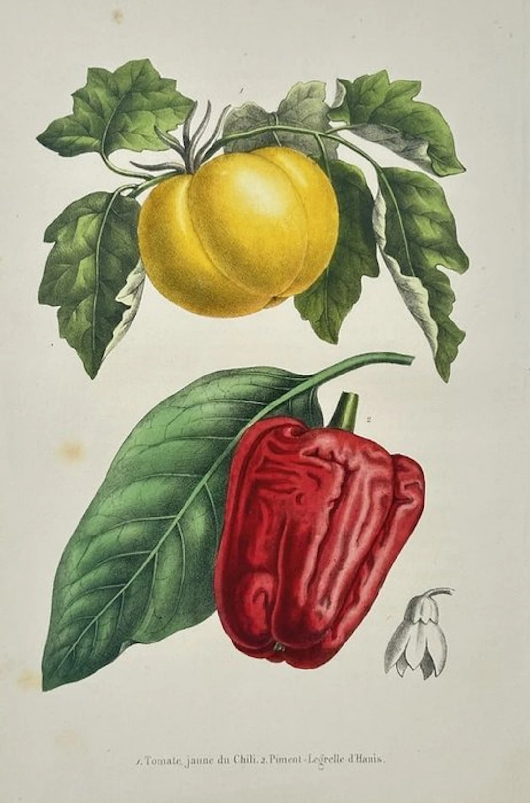 Guillaume Severeyns (19th Century) - Chili Tomato and Bell Pepper / Tomate