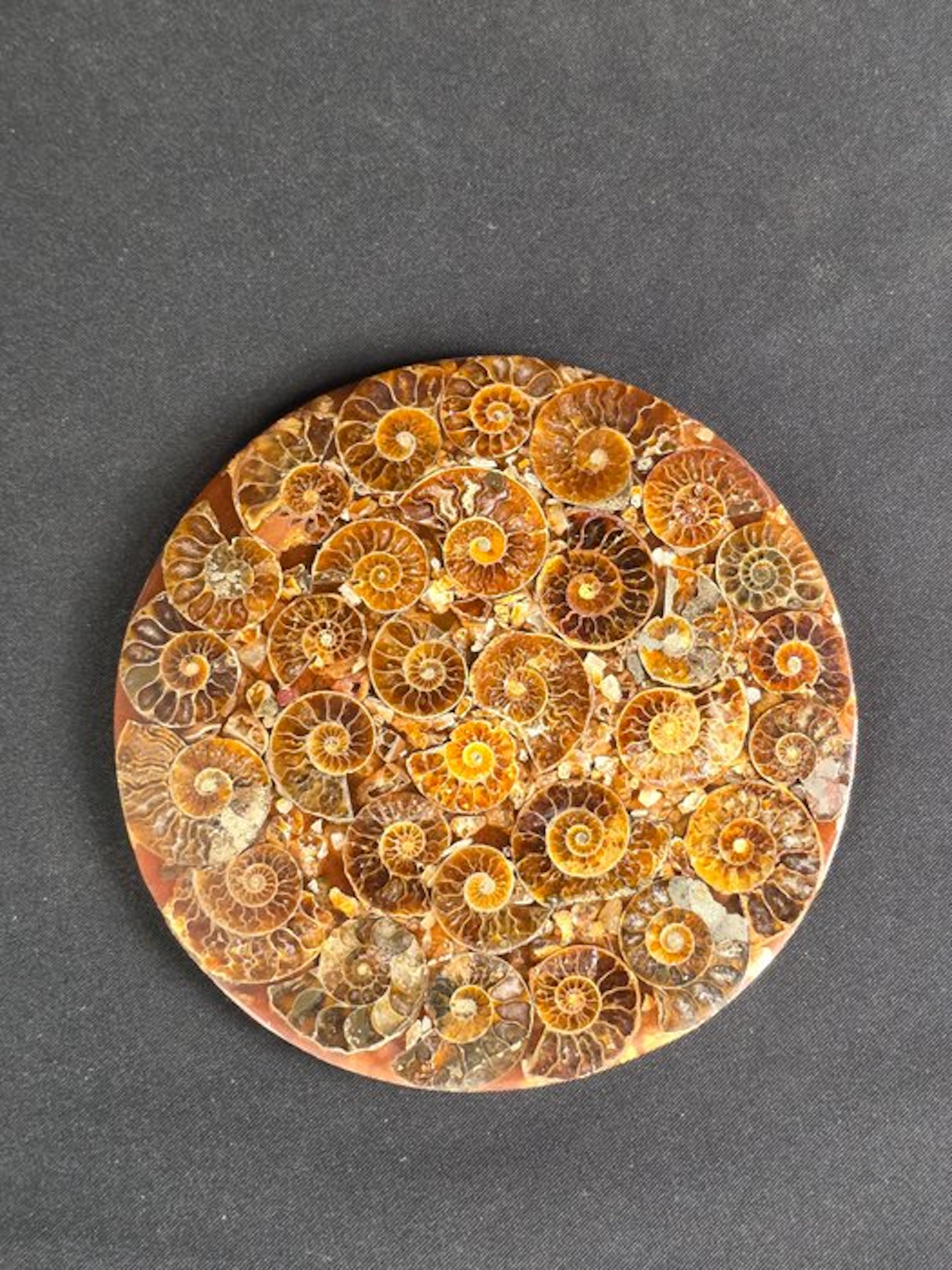 Ammonite - Fossilised animal - Aioloceras (Cleoniceras) sp