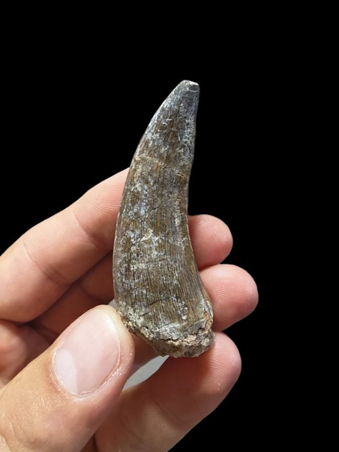Dinosaur - Fossil tooth - Suchomimus tenerensis - 6.4 cm...
