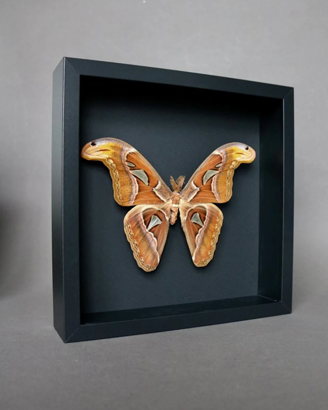 Butterfly Taxidermy full body mount - Attacus atlas - 25...