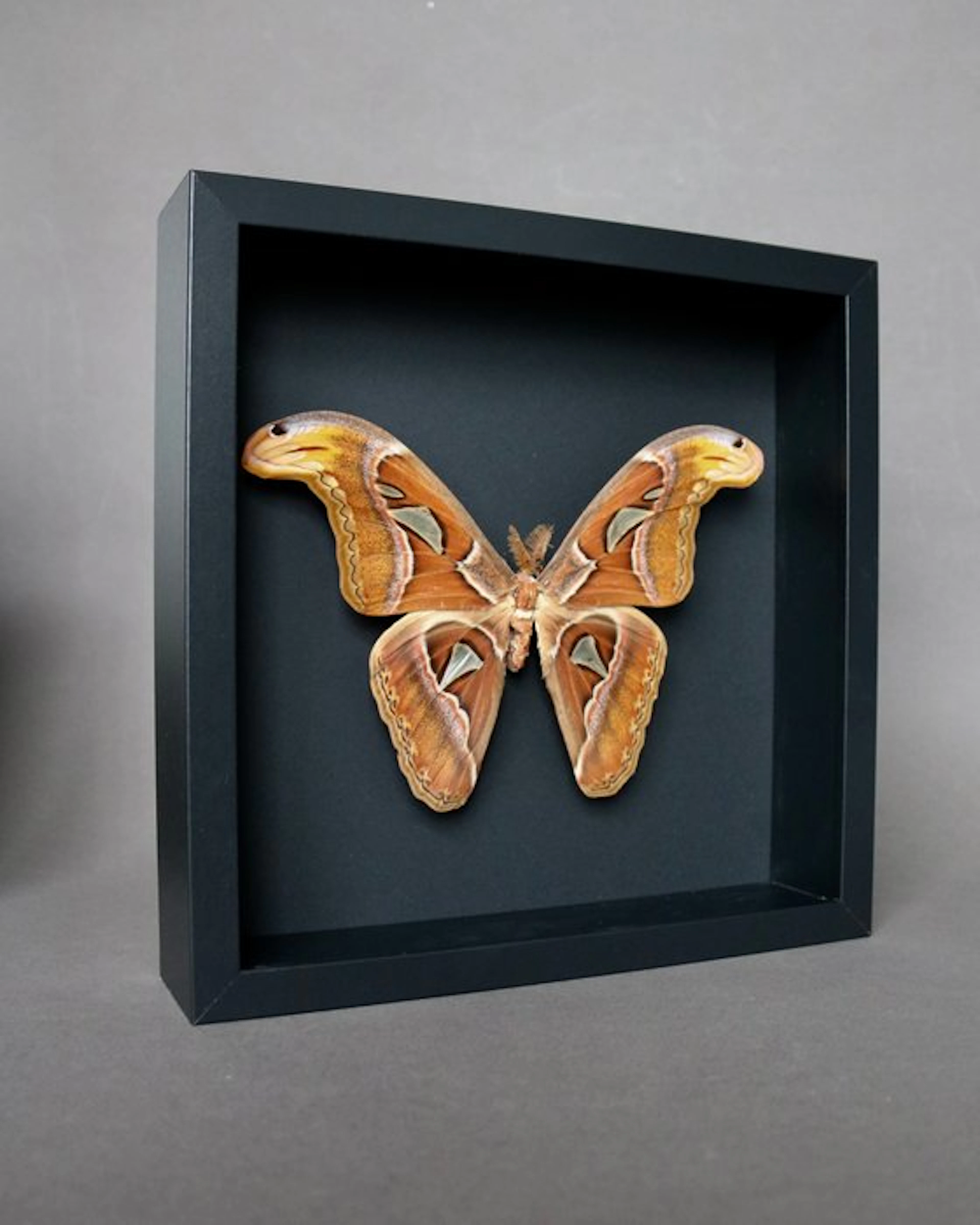 Butterfly Taxidermy full body mount - Attacus atlas - 25...