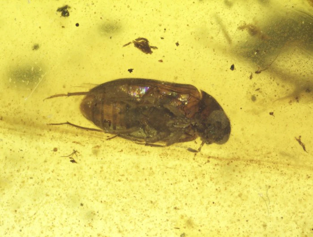 Burmese amber - Amber - Cretaceous Burmese Amber with...