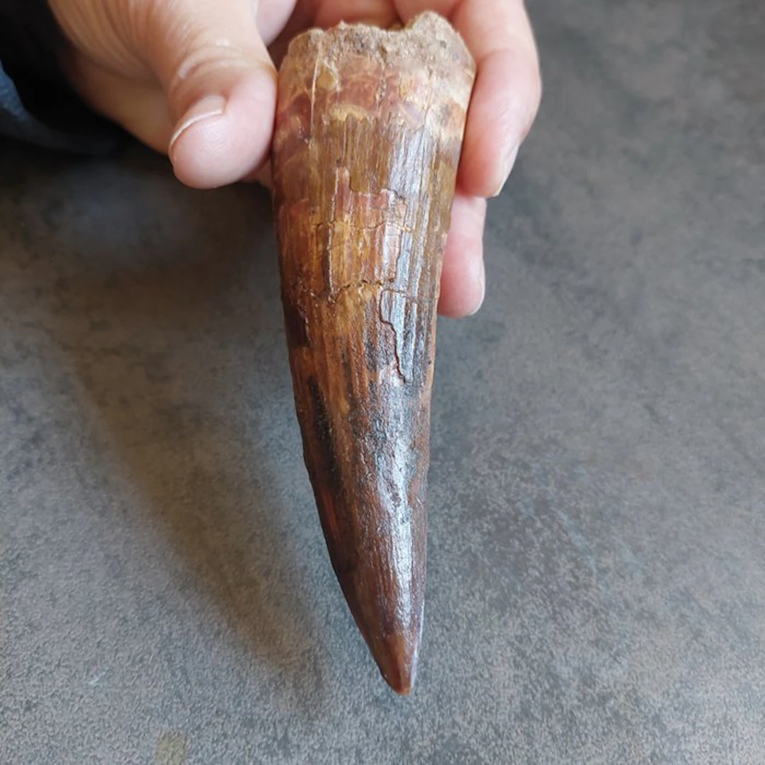 Dinosaur - Fossil tooth - Spinosaurus aegyptiacus - 115 mm - 38 mm