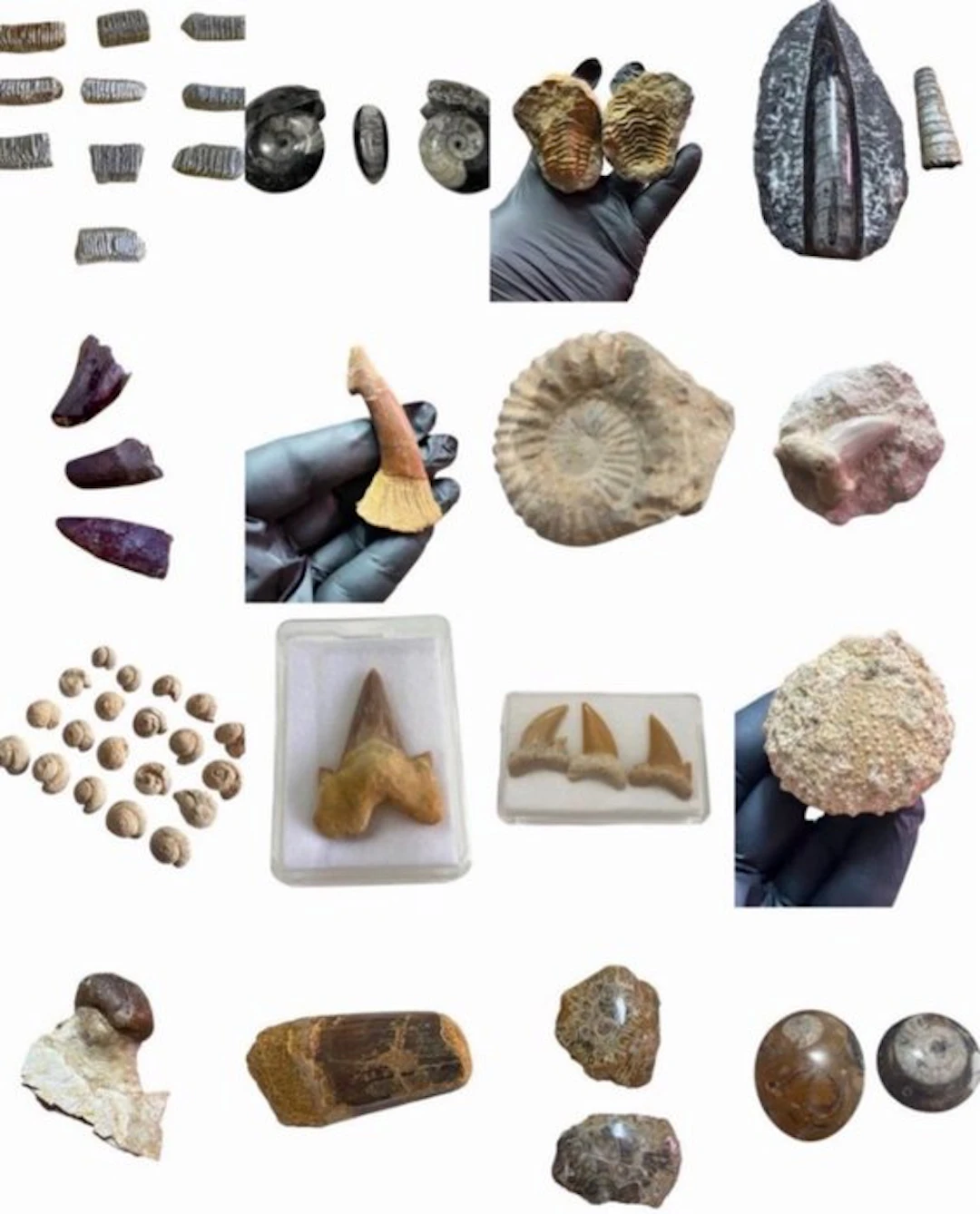 Fossil collection - Fossilised animal (No reserve price)
