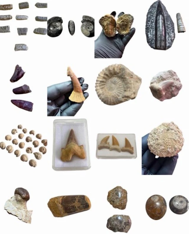 Fossil collection - Fossilised animal (No reserve price)