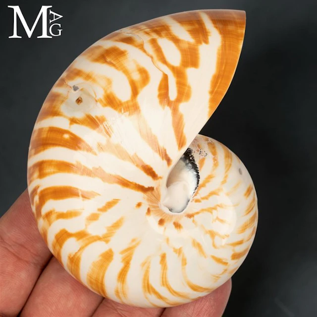 Iconic Spiral Shell of the Tropical Indo-Pacific Nautilus Pompilius