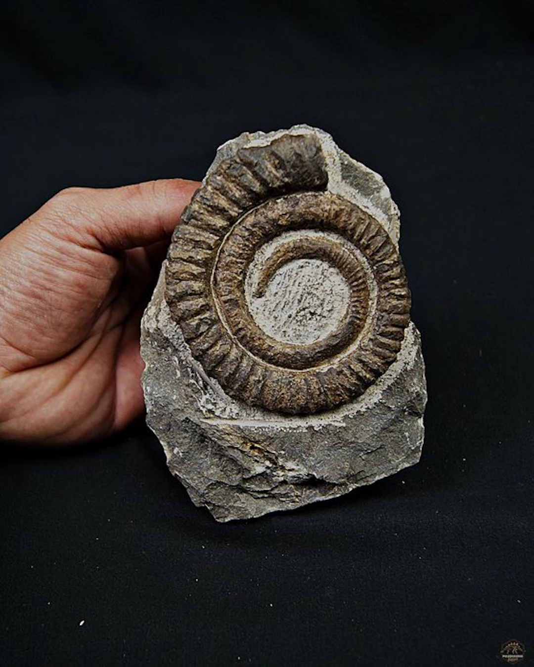 Ammonite - Fossilised animal - Amonite Anetoceras