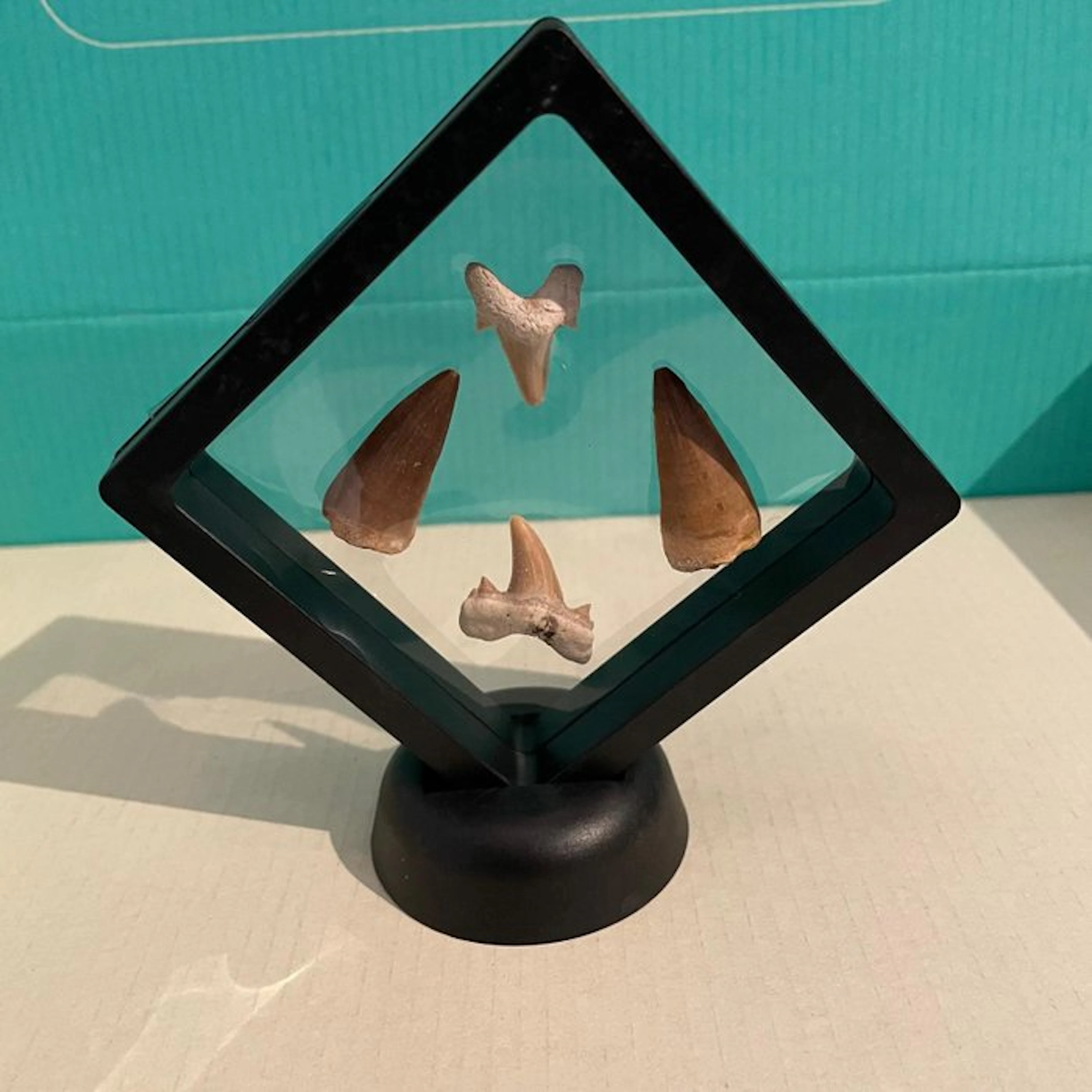Mosasaur Tooth - Mosasaurus - 12 cm - 12 cm - 5 cm - (4)