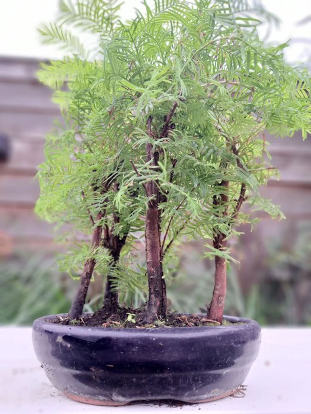 Metasequoia grove in a bonsai pot - Height (Tree): 30 cm...