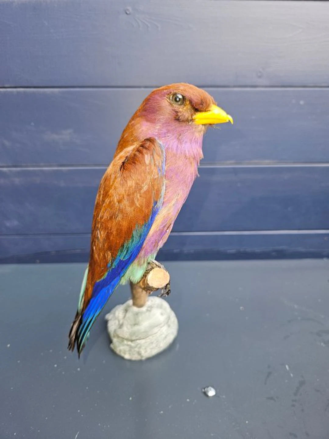 Very beautiful neat newly set up broad-beaked scharrelaar
