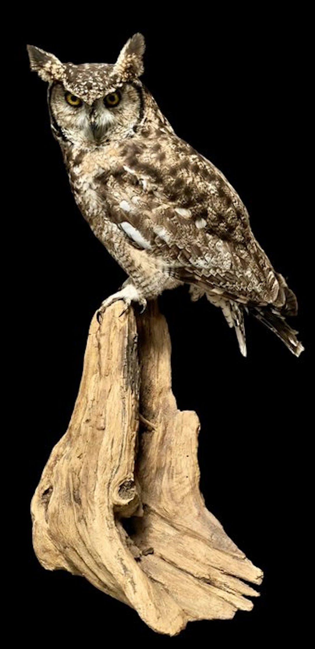 Eagle Owl Taxidermy full body mount - Bubo africanus - 50...