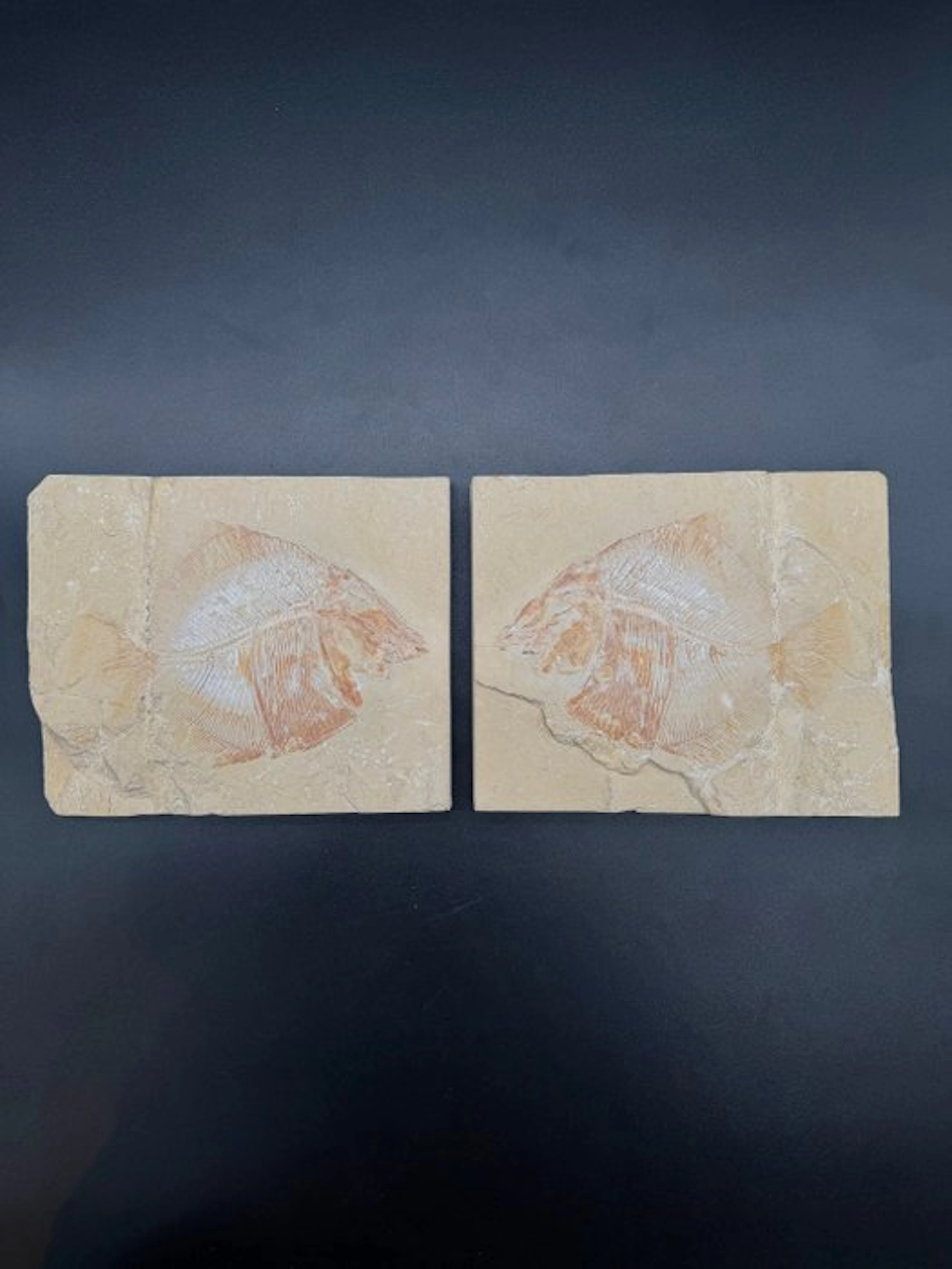 Fish - Fossilised articulated skeleton - Akromysta - 17 cm - 41 cm