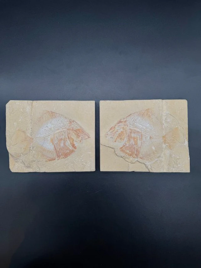 Fish - Fossilised articulated skeleton - Akromysta - 17 cm - 41 cm
