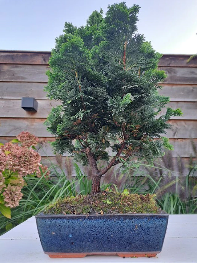 XL Chamaecyparis bonsai pot - Height (Tree): 40 cm - Depth (Tree):