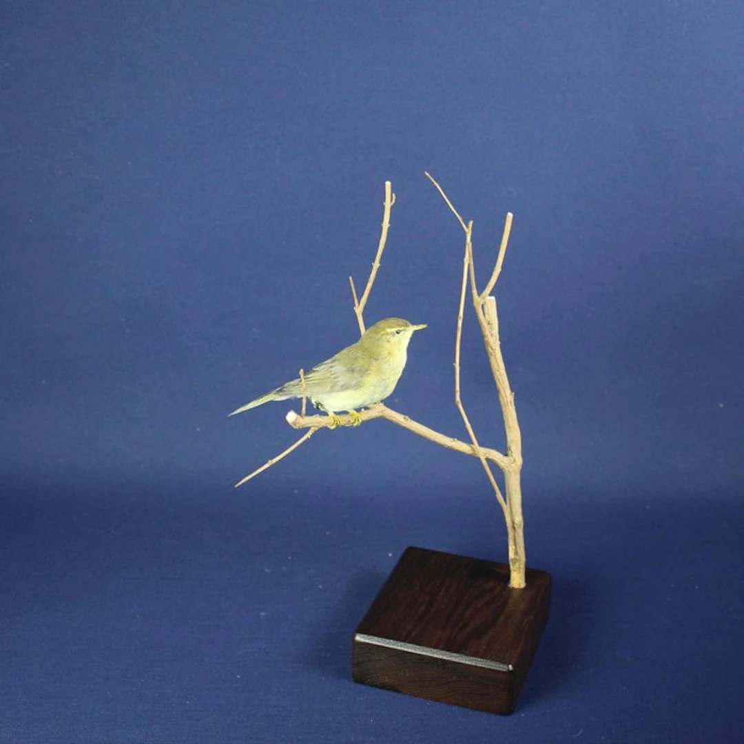 Icterine Warbler Taxidermy full body mount - Hippolais...