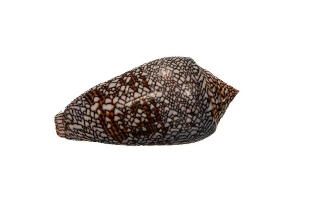 GIANT Conus euetrias (67mm) | Inhaca Island • Flawless...