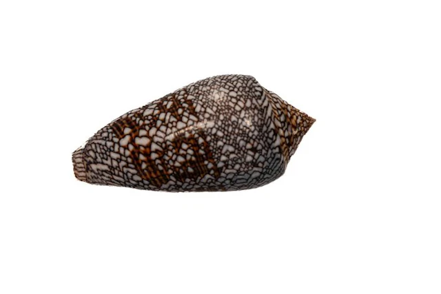 GIANT Conus euetrias (67mm) | Inhaca Island • Flawless...