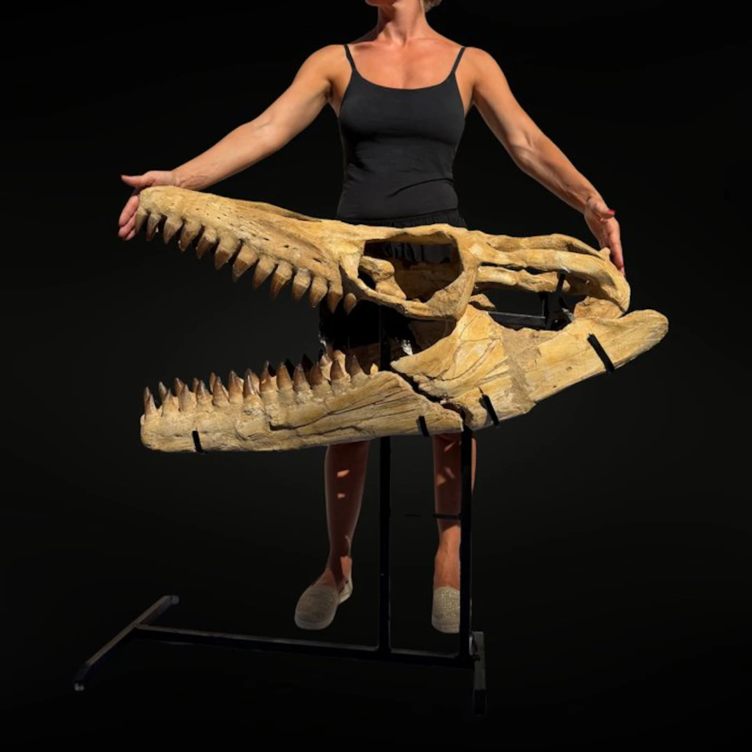 Exceptional and rare mosasaur - Fossil skull - Mosasaure - 95 cm - 100 cm