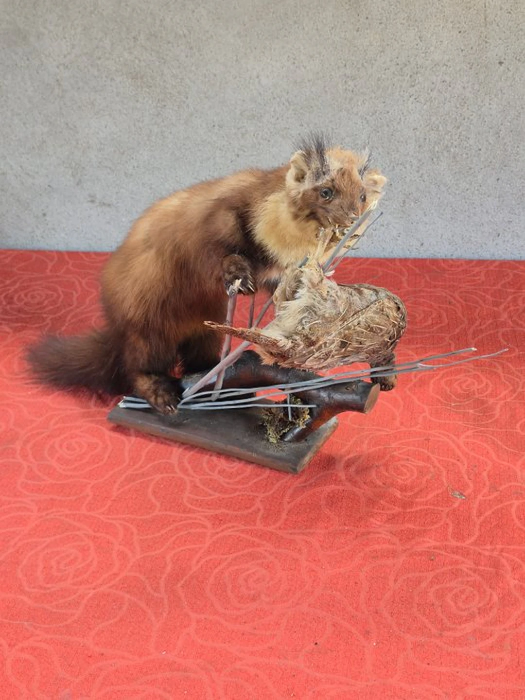 Martre - Taxidermy wall mount - Martes martes - grand...