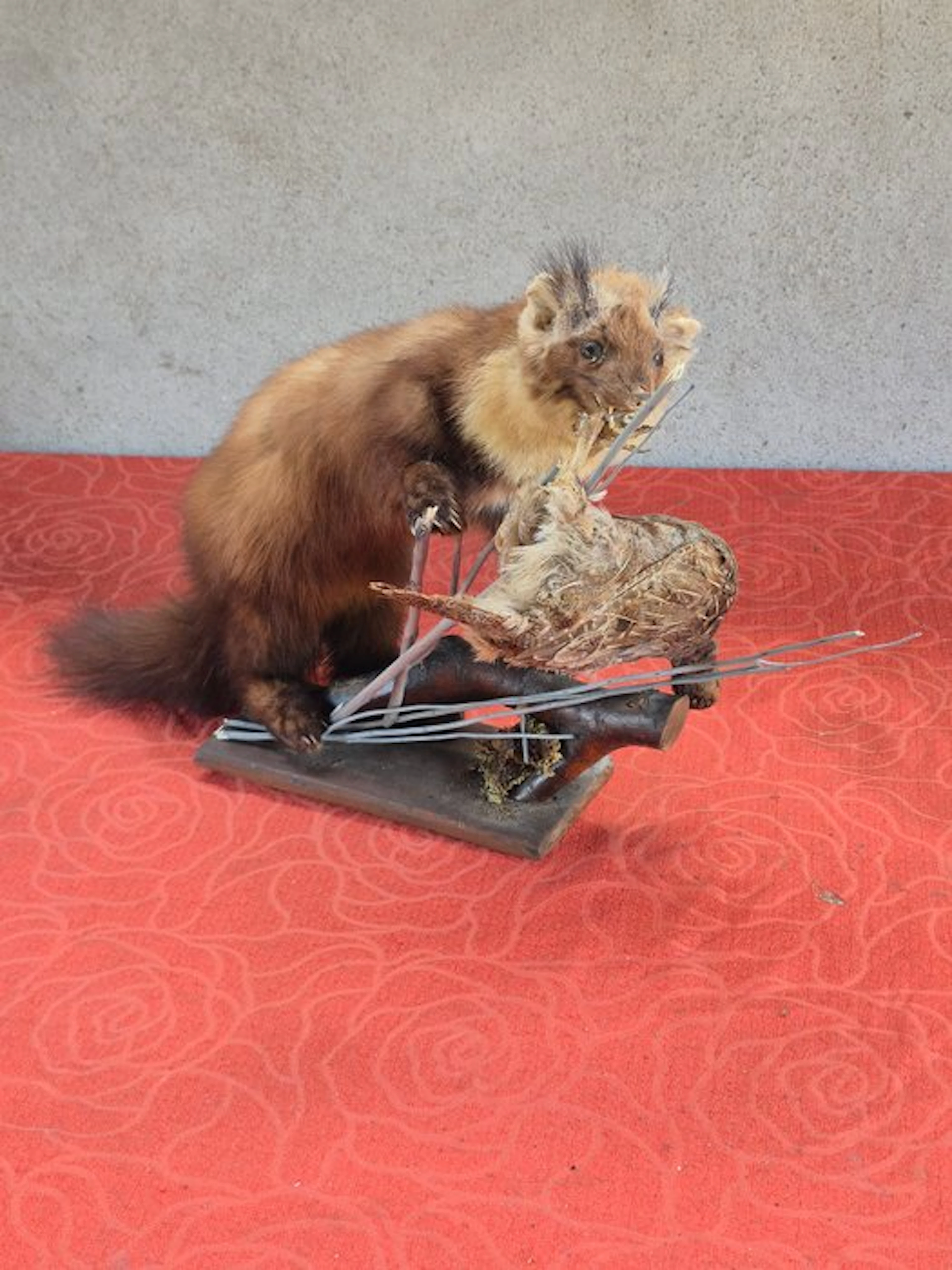 Martre - Taxidermy wall mount - Martes martes - grand...