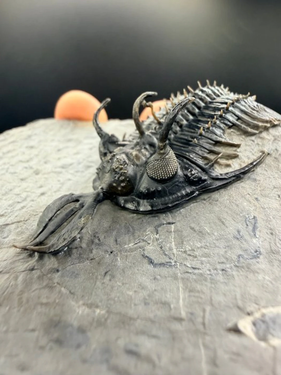 Trilobite - Fossilised animal - Walliserops trifurcatus - 9 cm