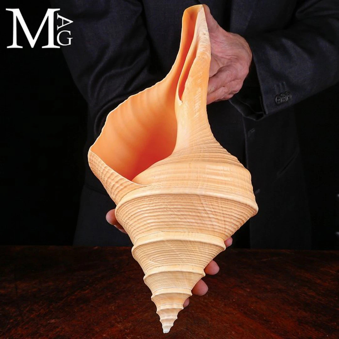 Giant Syrinx Aruanus Shell - Monumental Largest Living...