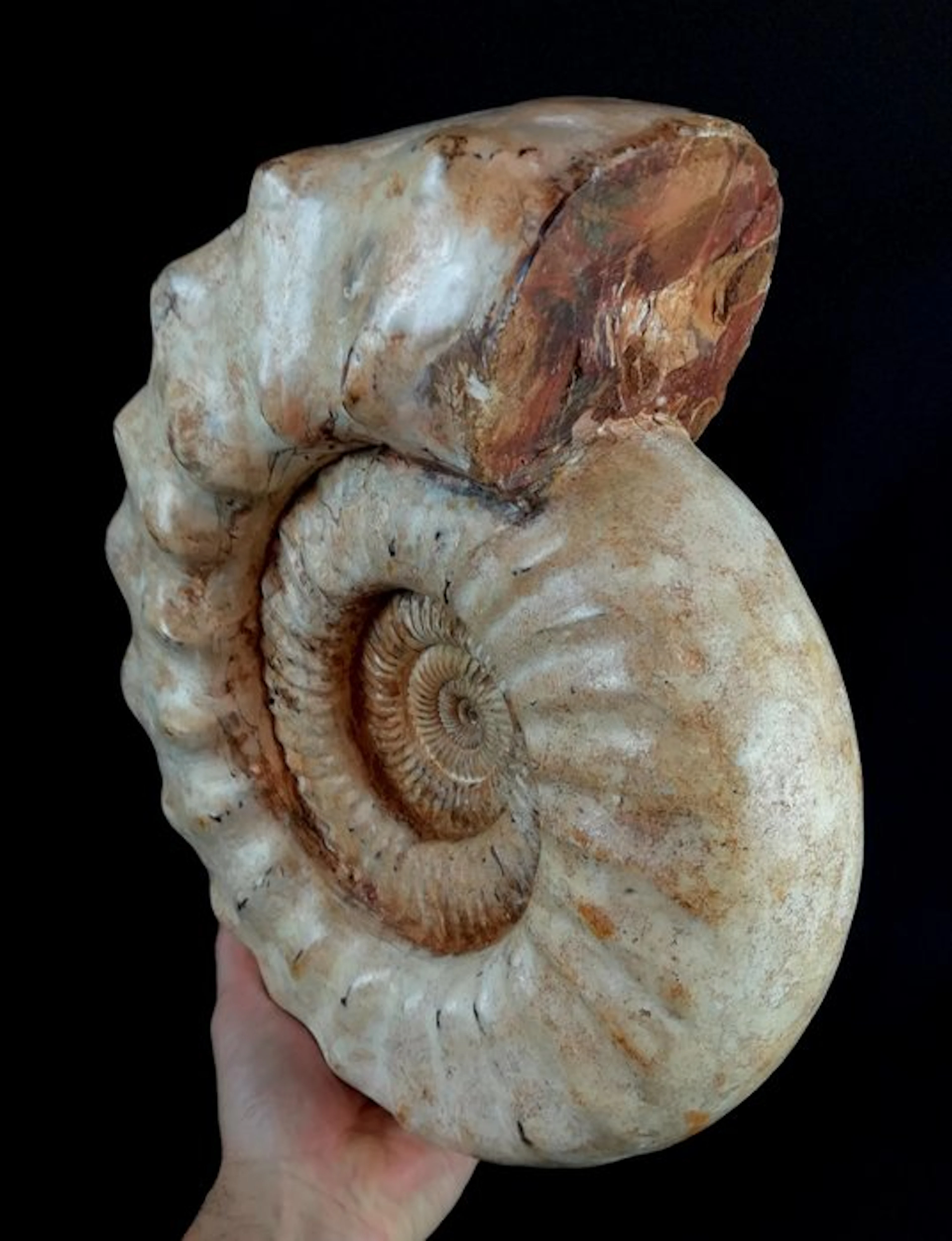 Ammonite - Fossilised animal - Kranaosphinctes roedereri...
