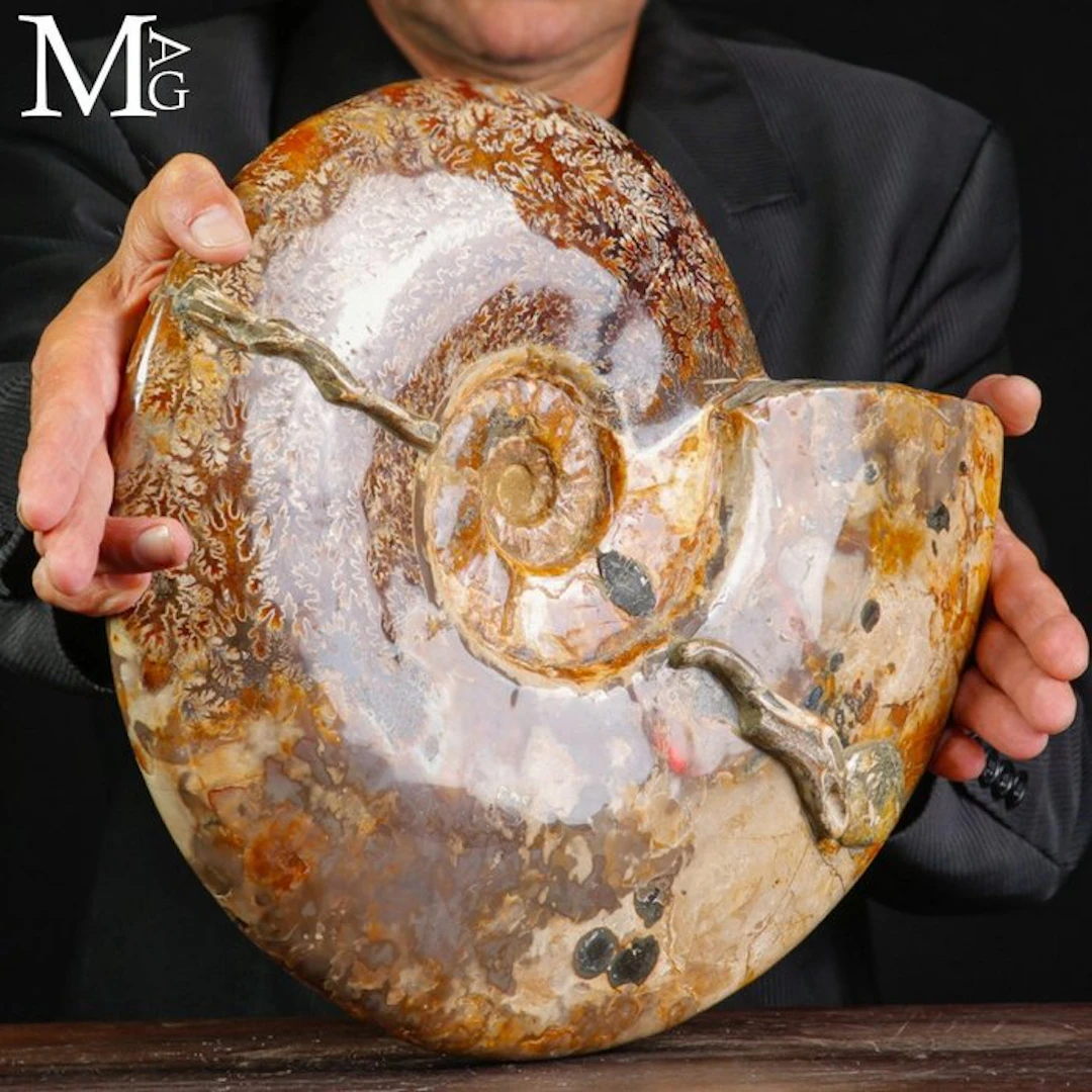 Extra Large Polished Cleoniceras Ammonite with Intricate...