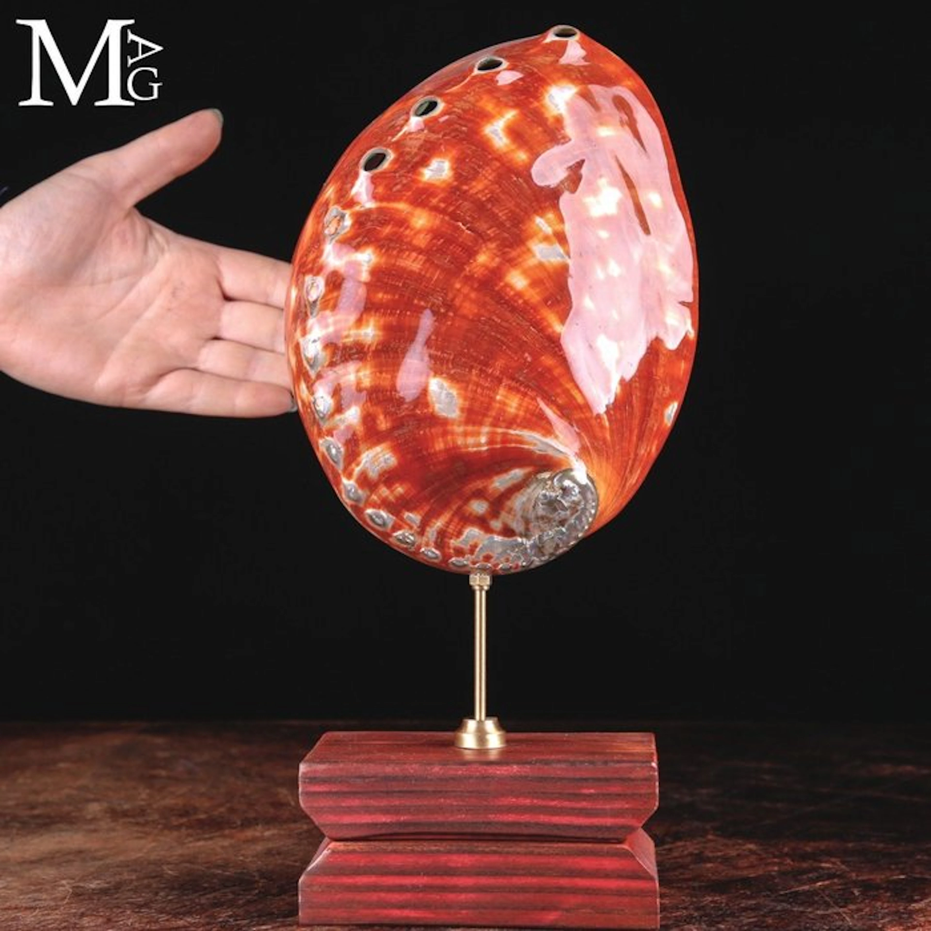 Large Polished Red Abalone Shell Displaying Fiery...