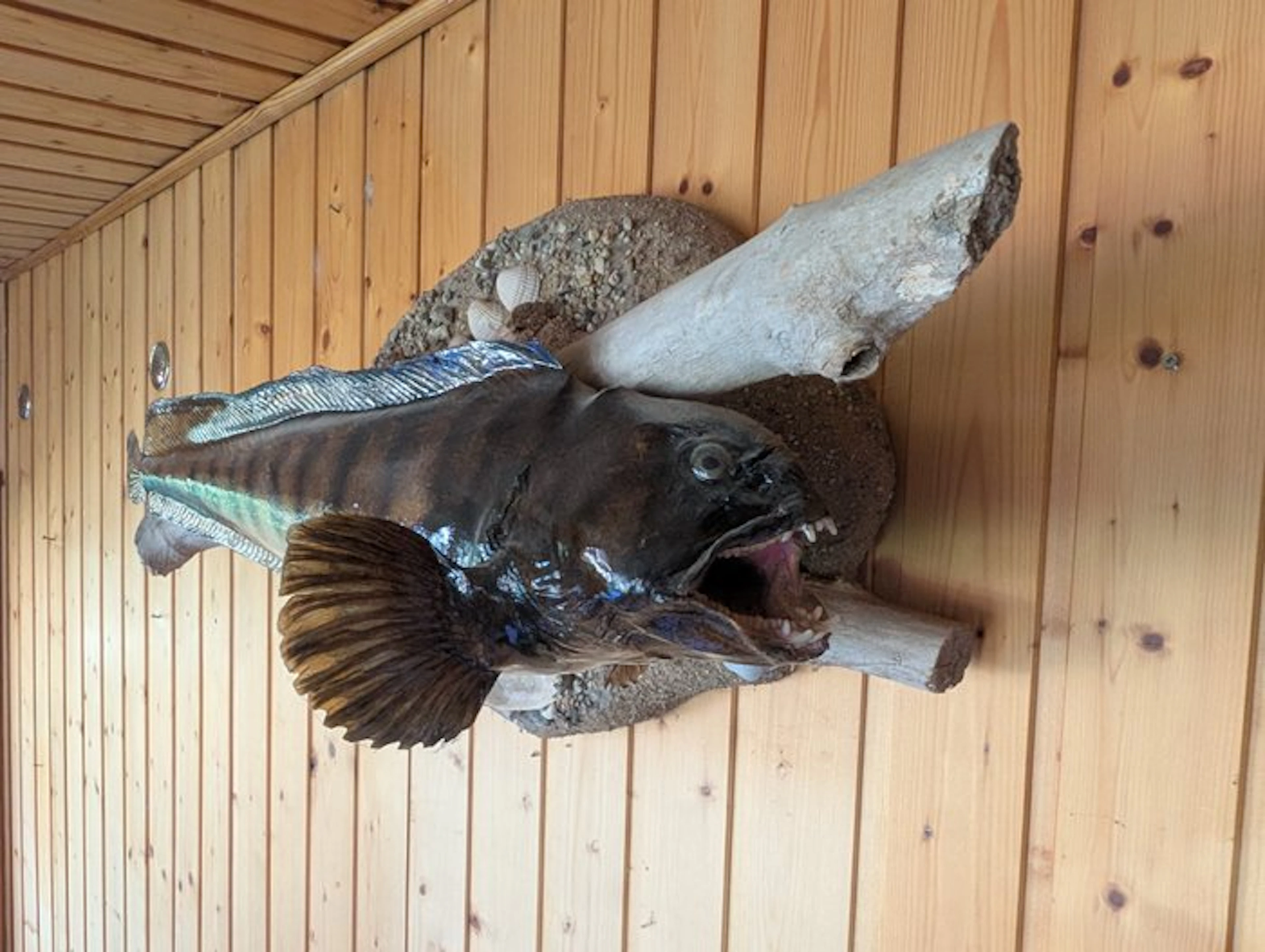 Stone-Biter Taxidermy full body mount - Anarhichas lupus...