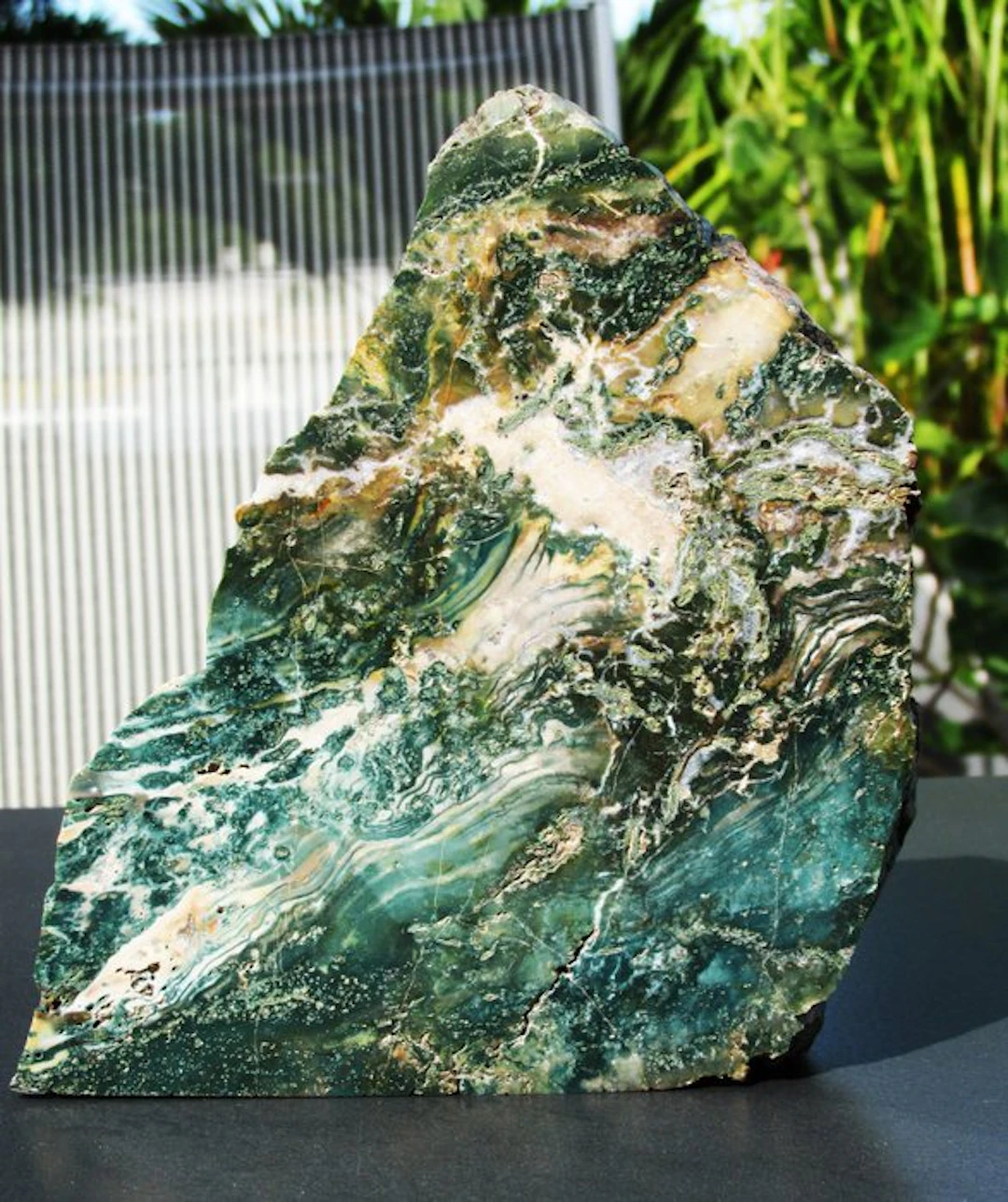 Hampton Butte Fossil Wood Standup - Fossilised wood - 18...