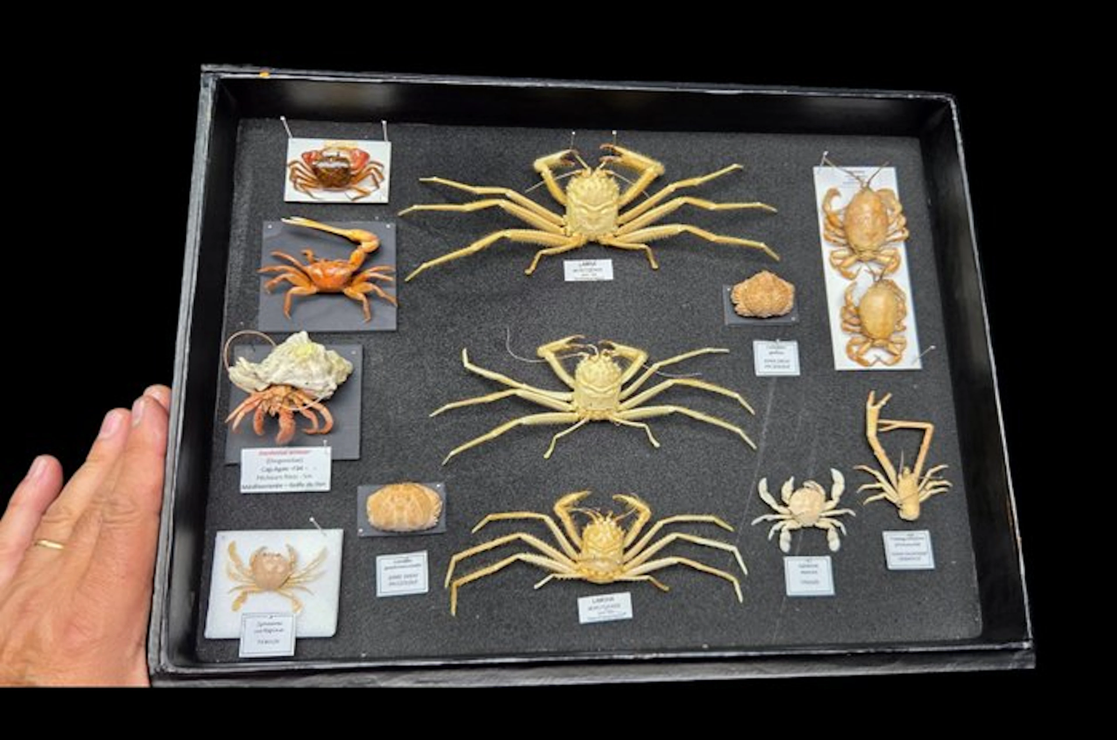 Museum Presentation of 13 good Sea crab- full data and...