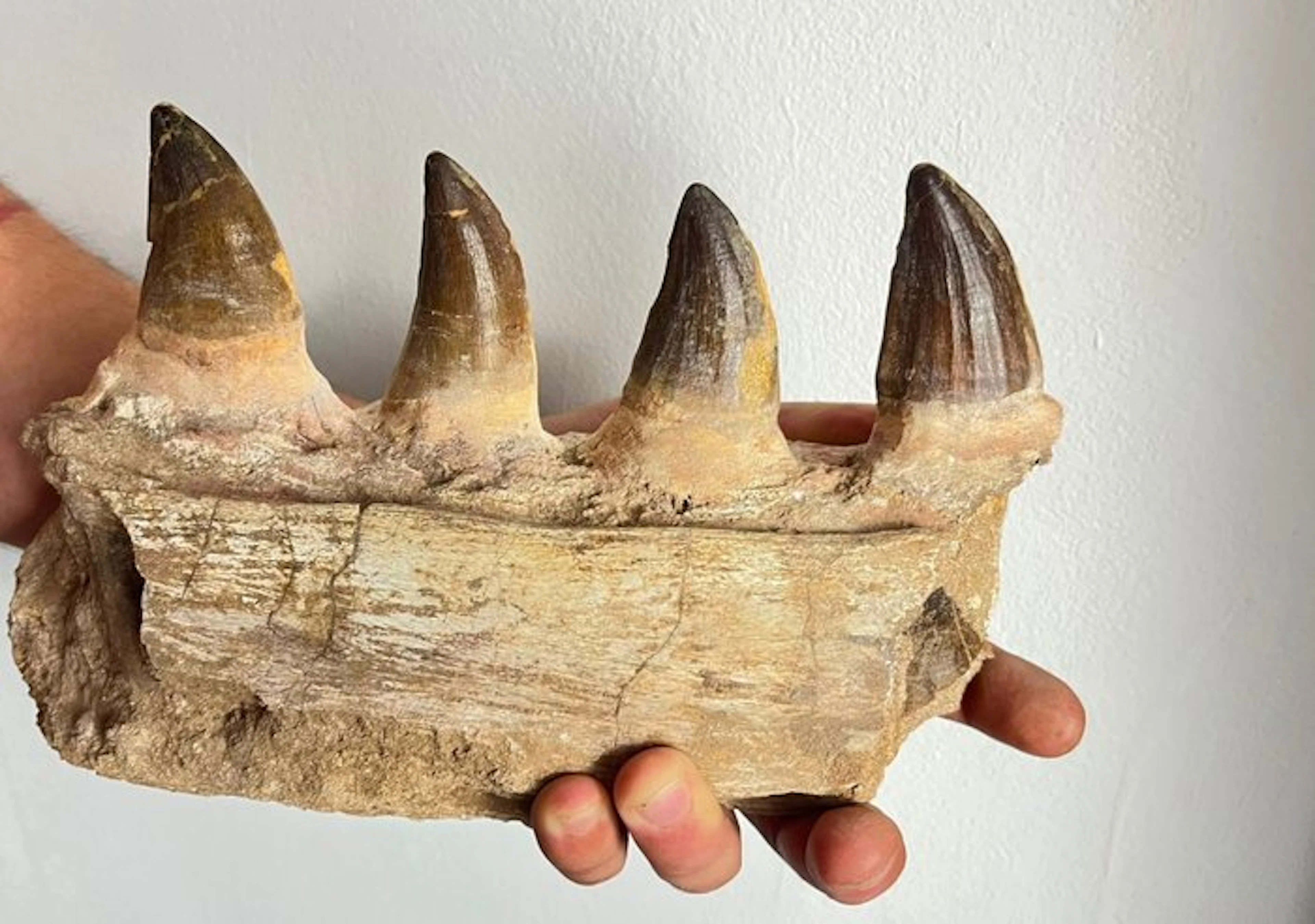 Mosasaur - Fossilised jaw - 16 cm - 8 cm (No reserve price)