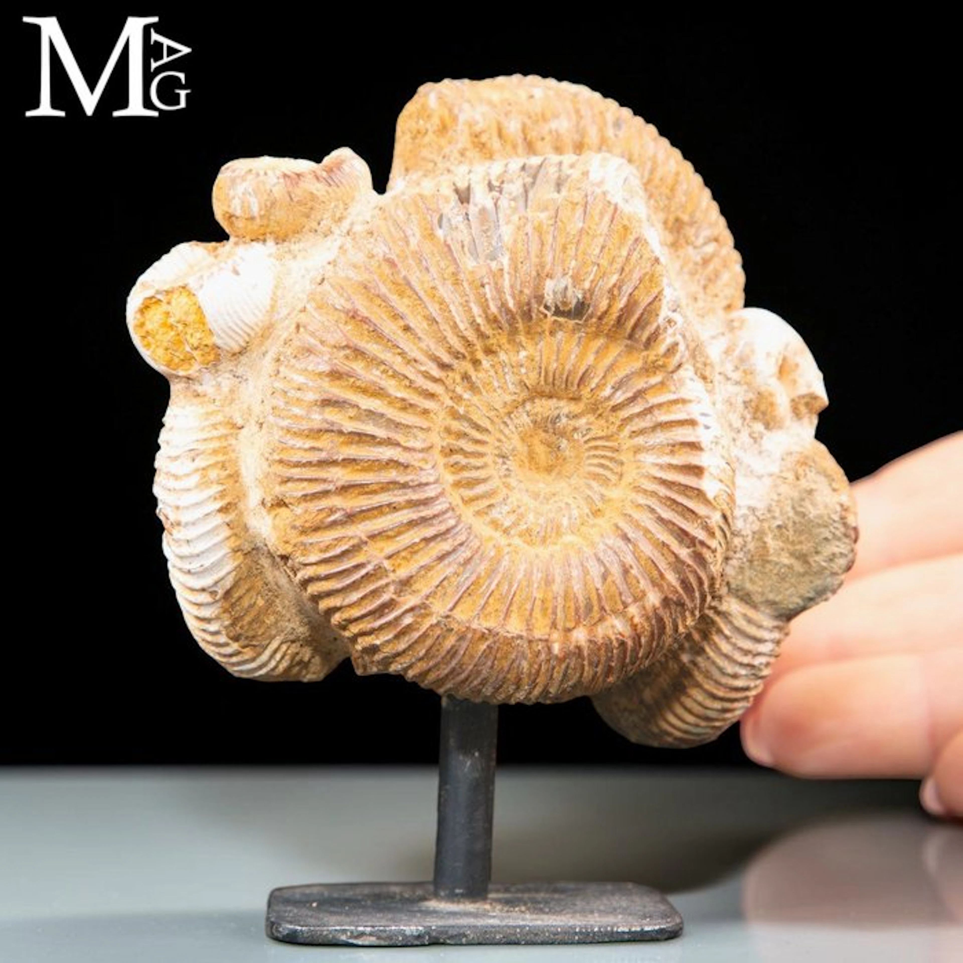 Remarkable Jurassic Perisphinctes Ammonite Cluster...