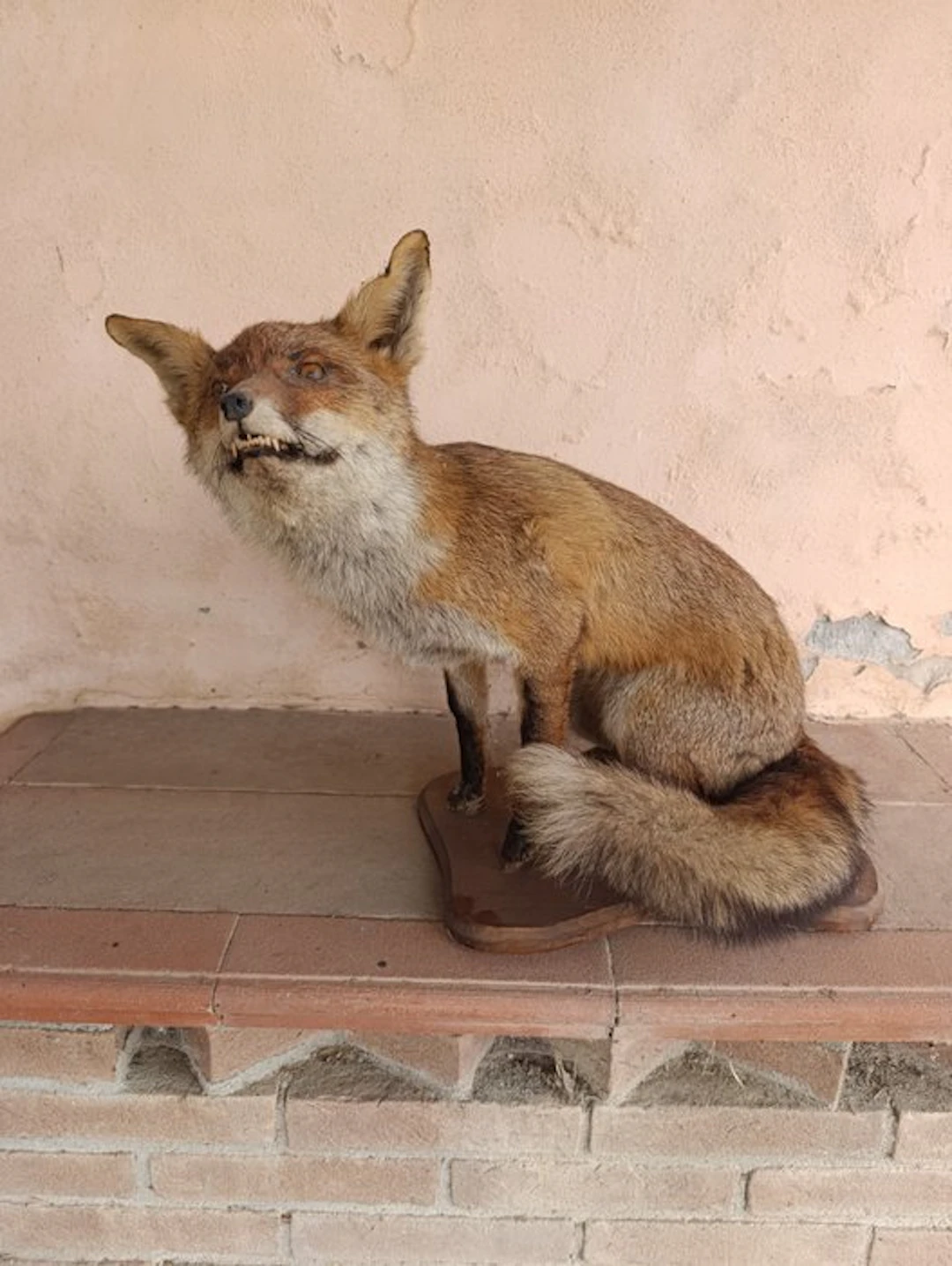 Red Fox Taxidermy full body mount - Vulpes vulpes - 52 cm - 66 cm - 40 cm - 1