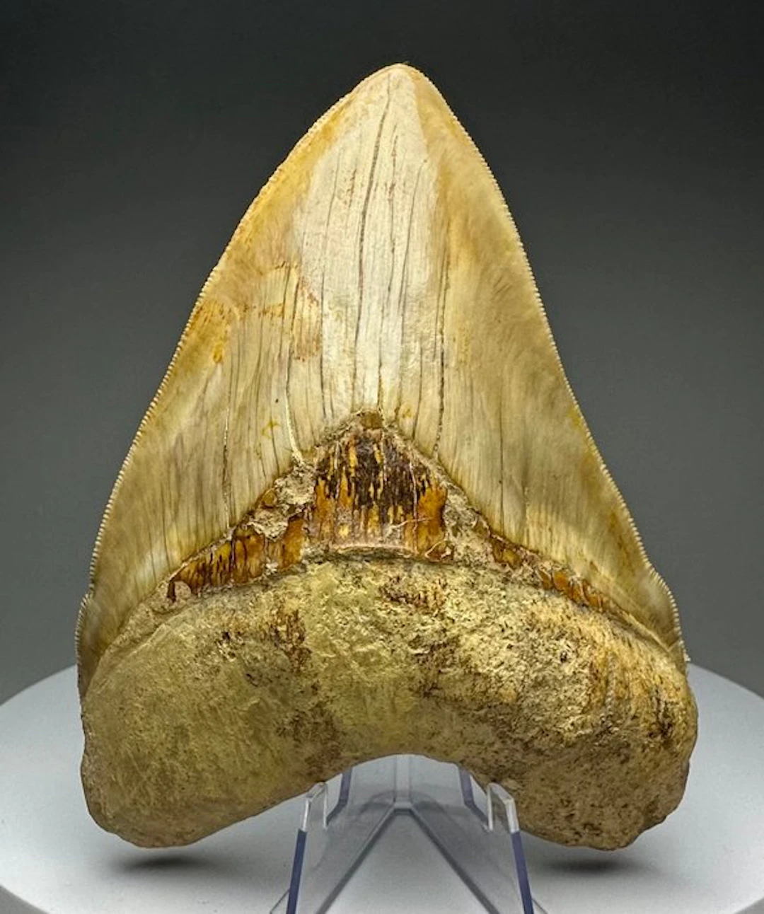 Megalodon - Fossil tooth - 13.5 cm - 10 cm