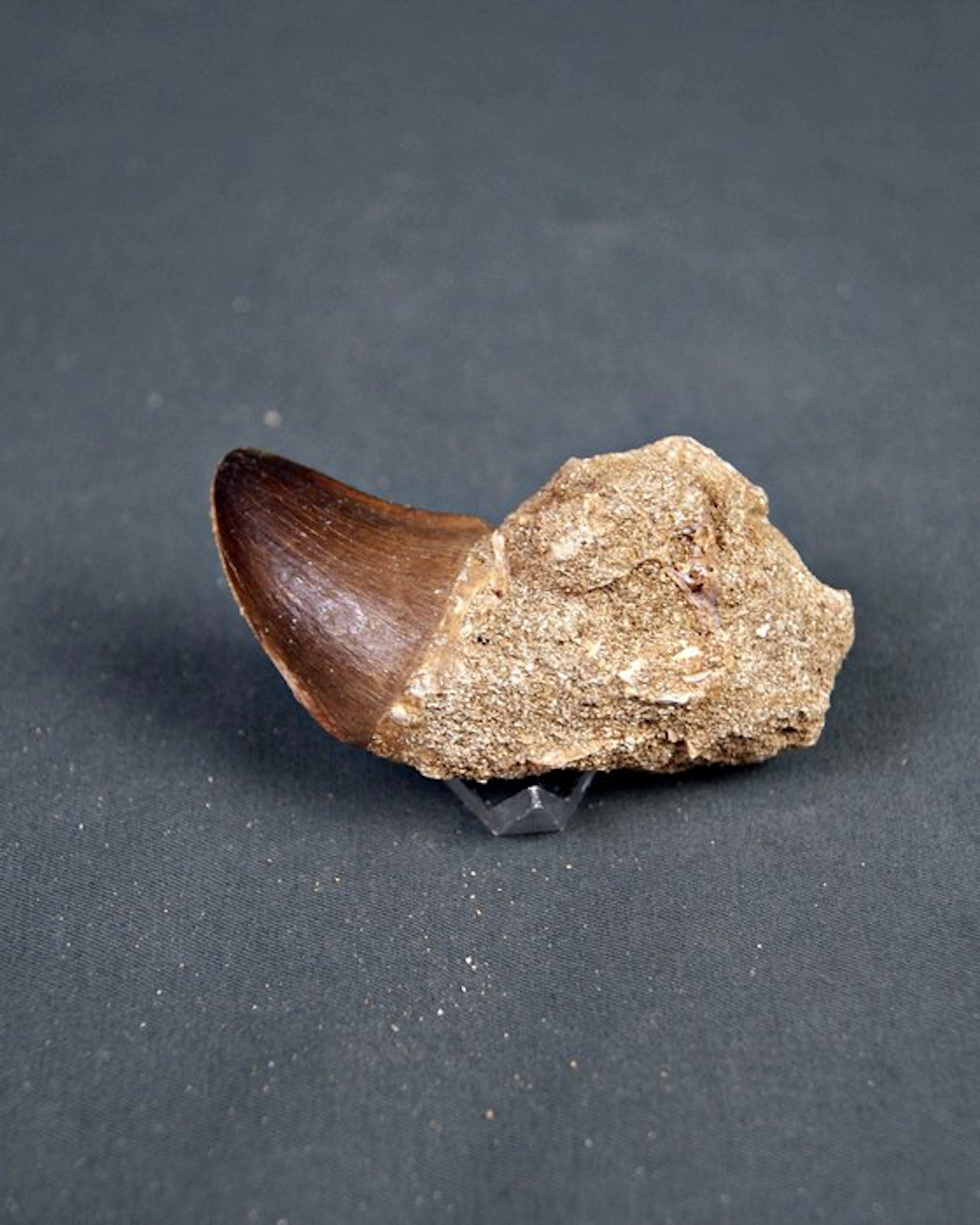 Mosasaur - Fossil tooth - Mosasaurus Thalassotitan atrox (No reserve price)