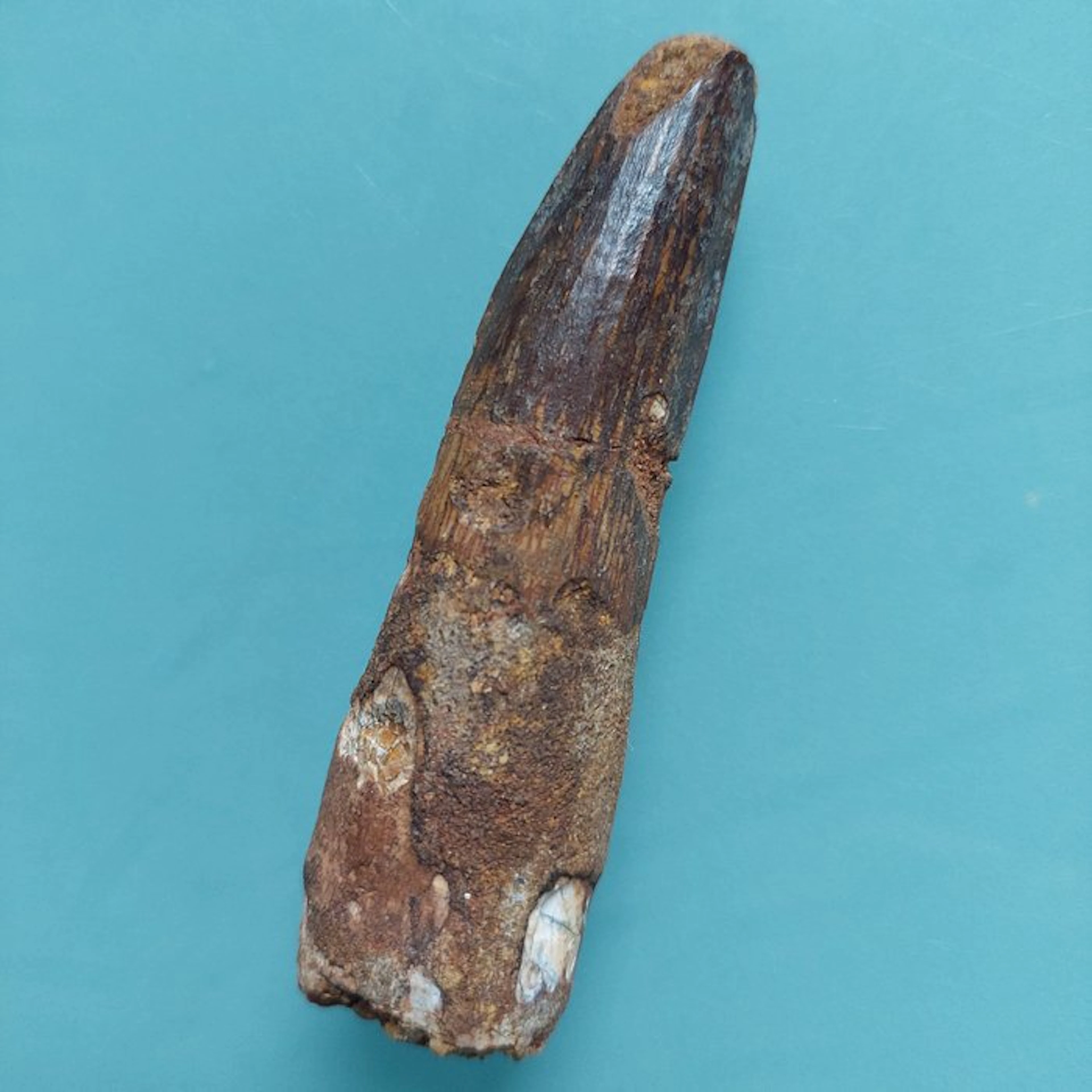 Spinosaur - Fossil tooth - 90 mm - 25 mm (No reserve price)