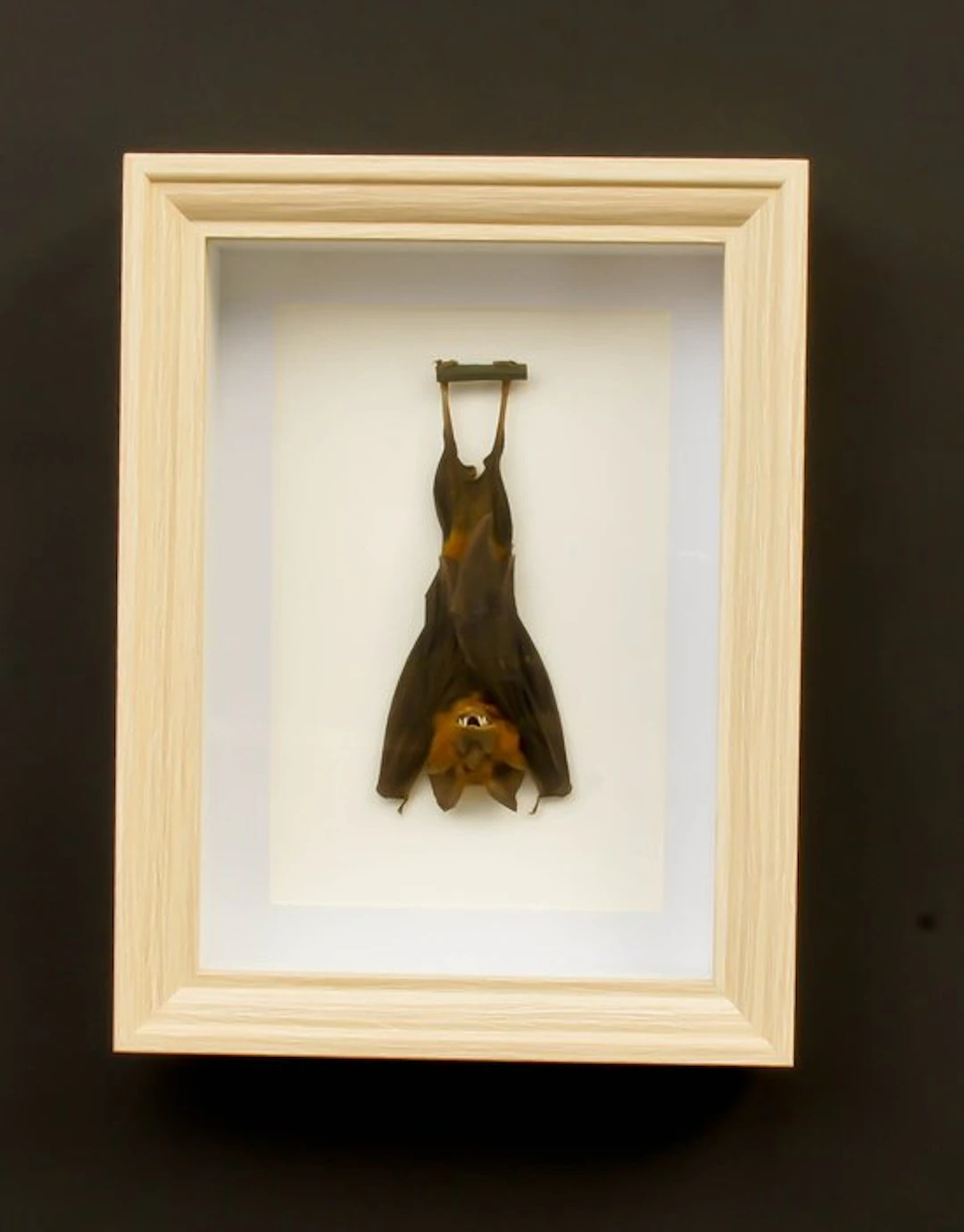 Bat Taxidermy full body mount - Hipposidorus biocolor...